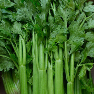 Celery