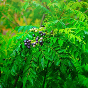 Curry Leaves